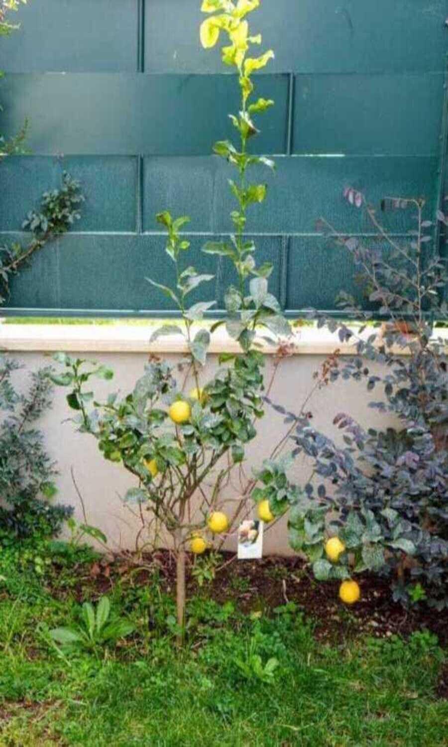 Вілла Il Giardino Di Limoni Маріно Екстер'єр фото