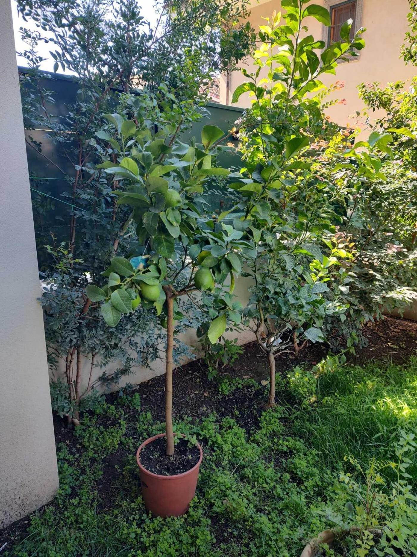 Вілла Il Giardino Di Limoni Маріно Екстер'єр фото